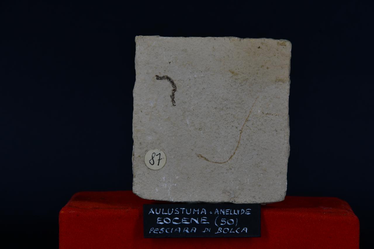 fossile (Aulustuma e Anellide, esemplare)