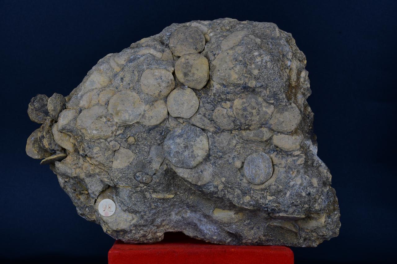 fossile (Banco di Nummulites, associazione fossile)