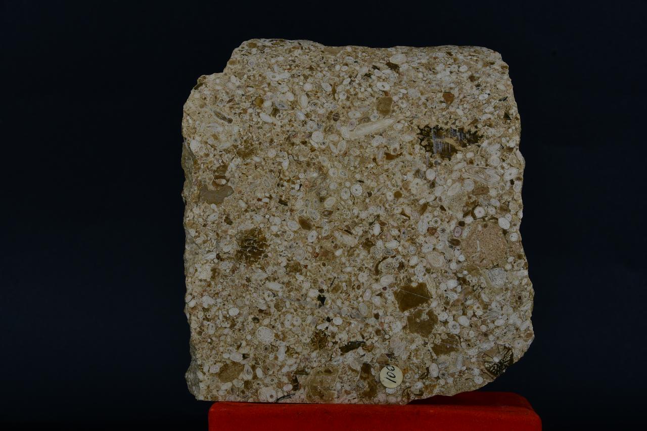 fossile (Marmo a Protozoi, associazione fossile)