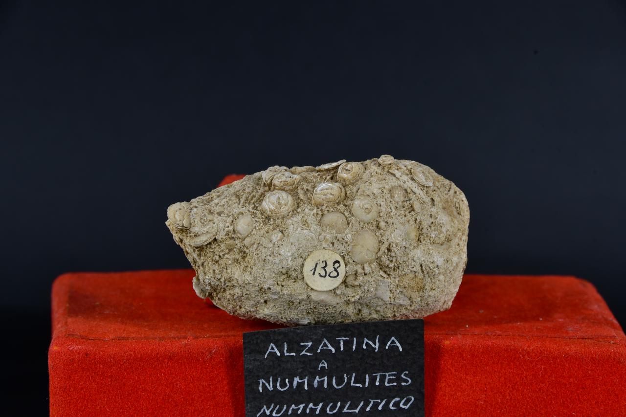 fossile (Fossile indeterminato, esemplare)