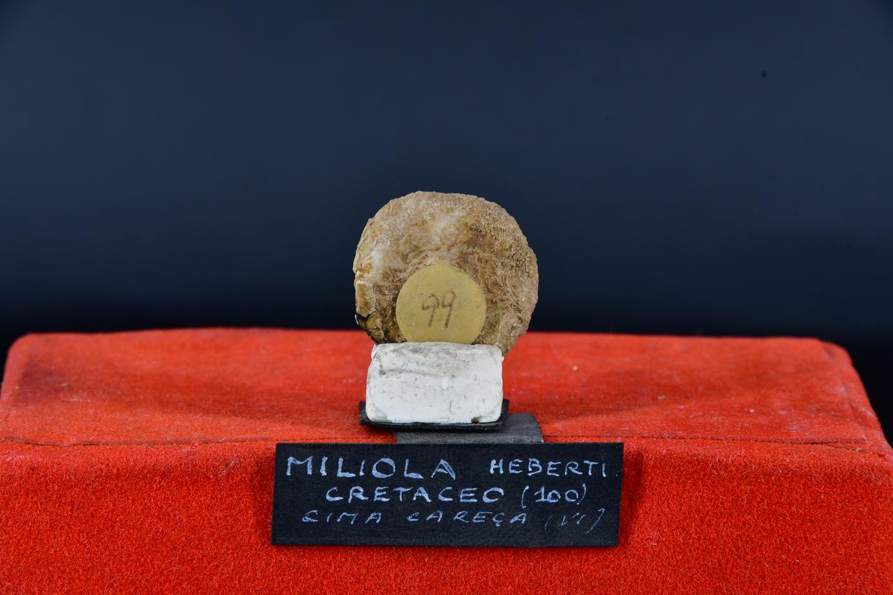 fossile (Miliola heberti, esemplare)