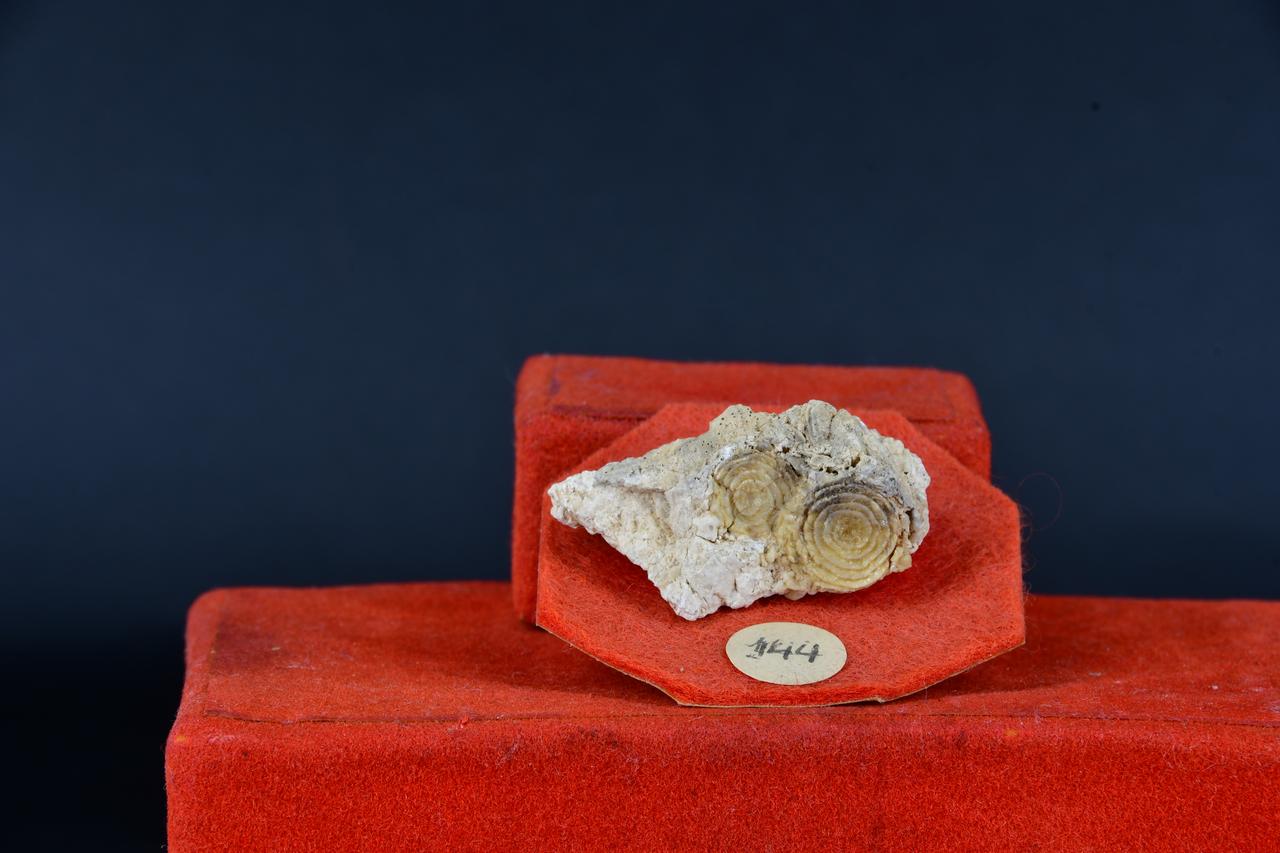 fossile (Fossile indeterminato (Foraminifero laevigatus?), esemplare)