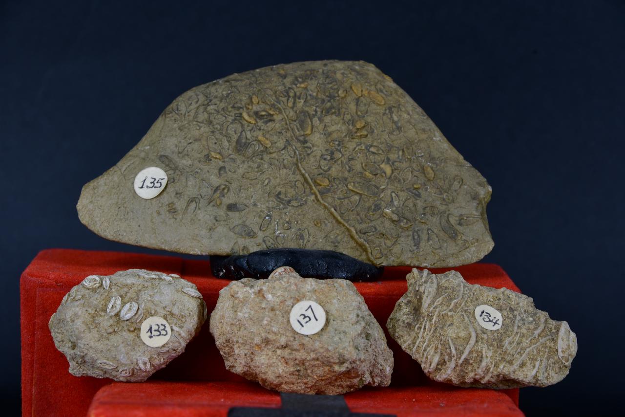 fossile (Fossili indeterminati, insieme)