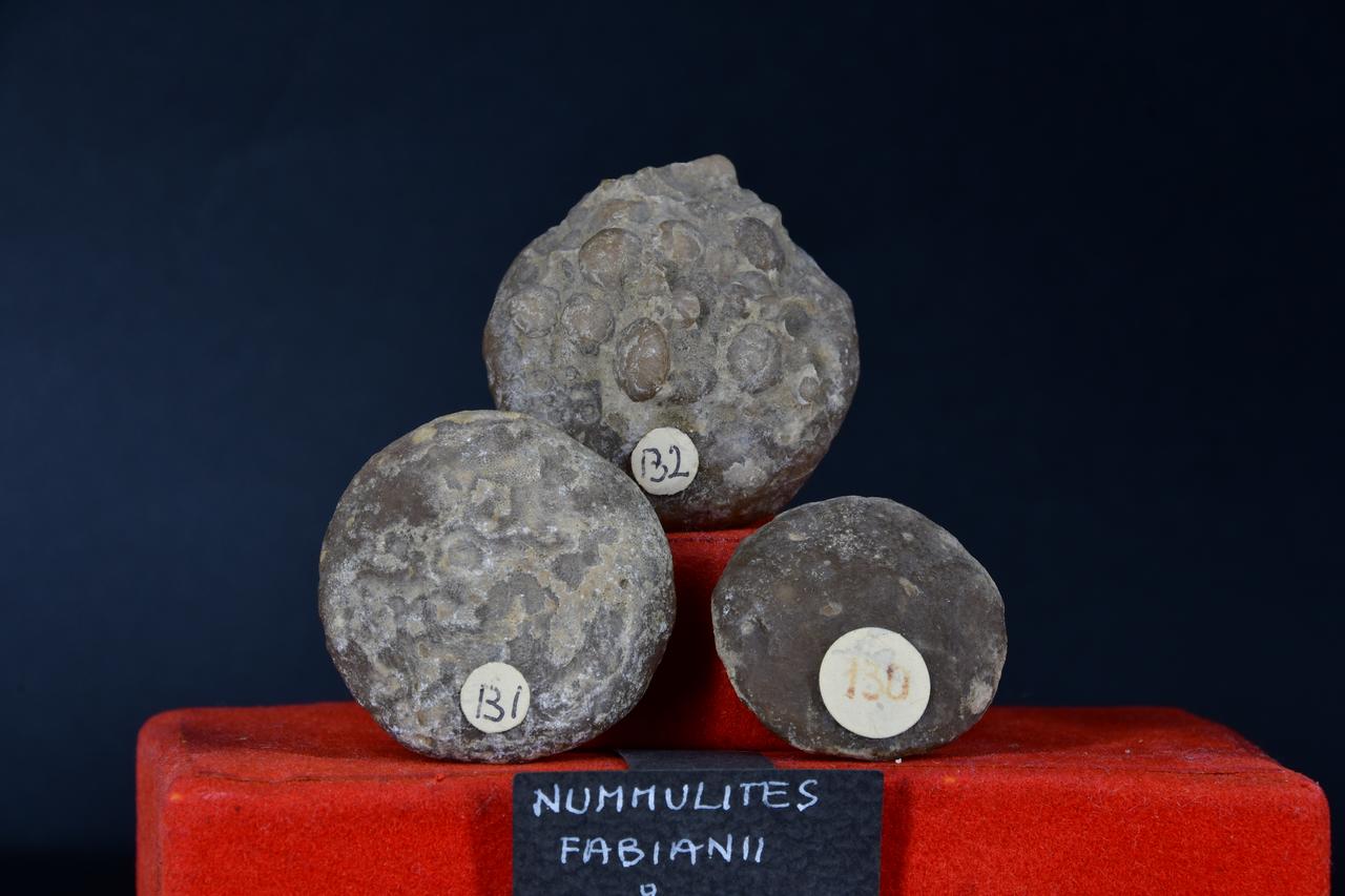 fossile (Nummulites fabianii o Gihezensis atacica, insieme)