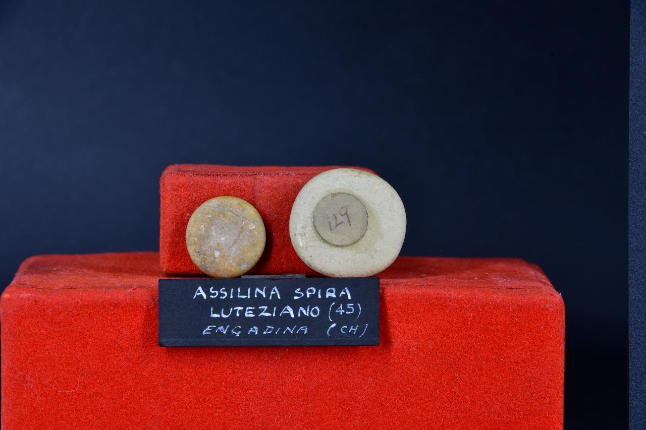 fossile (Assilina spira, insieme)