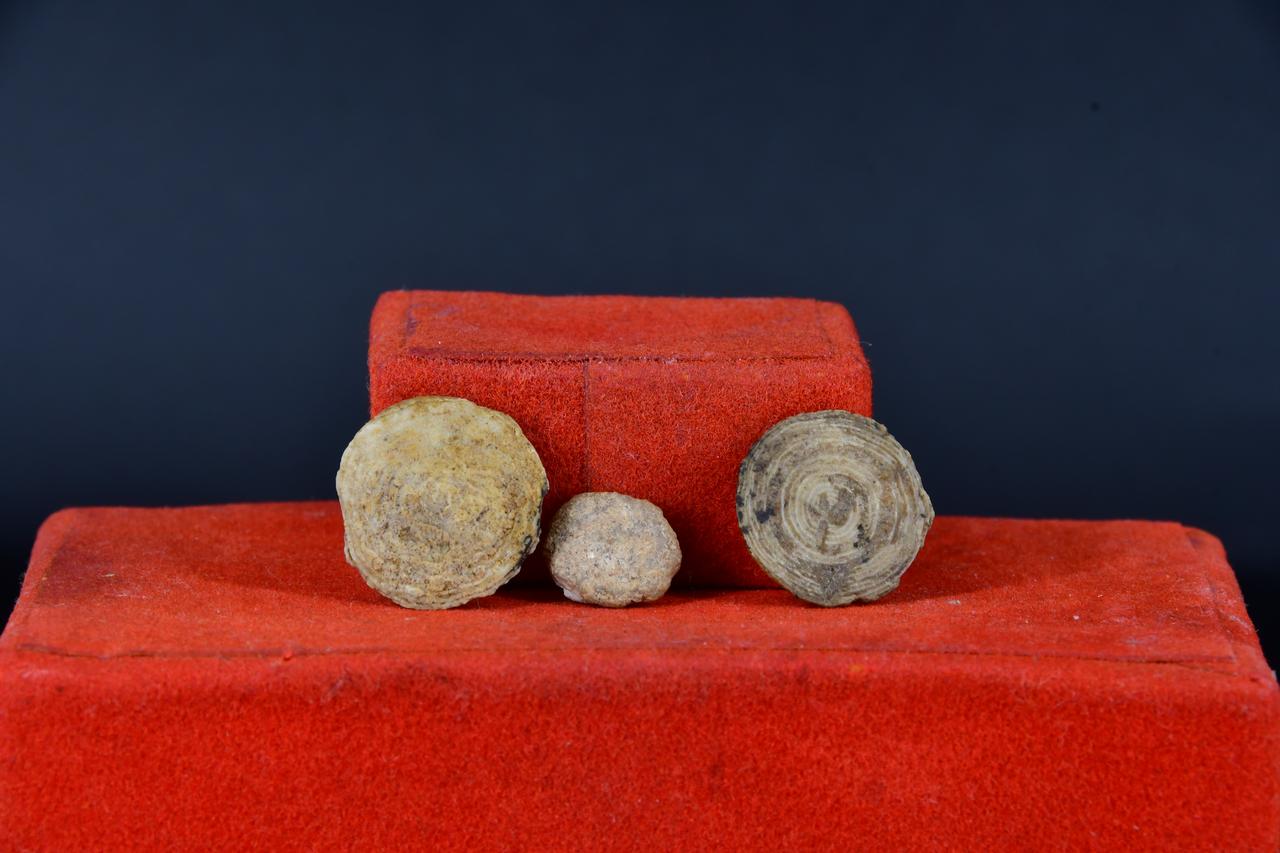 fossile (Fossili indeterminati, insieme)