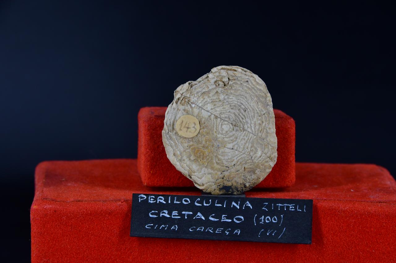 fossile (Periloculina zitteli, esemplare)