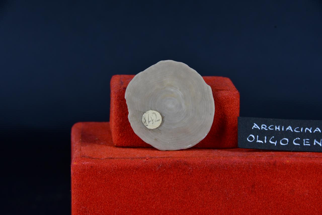 fossile (Archiacina, esemplare)