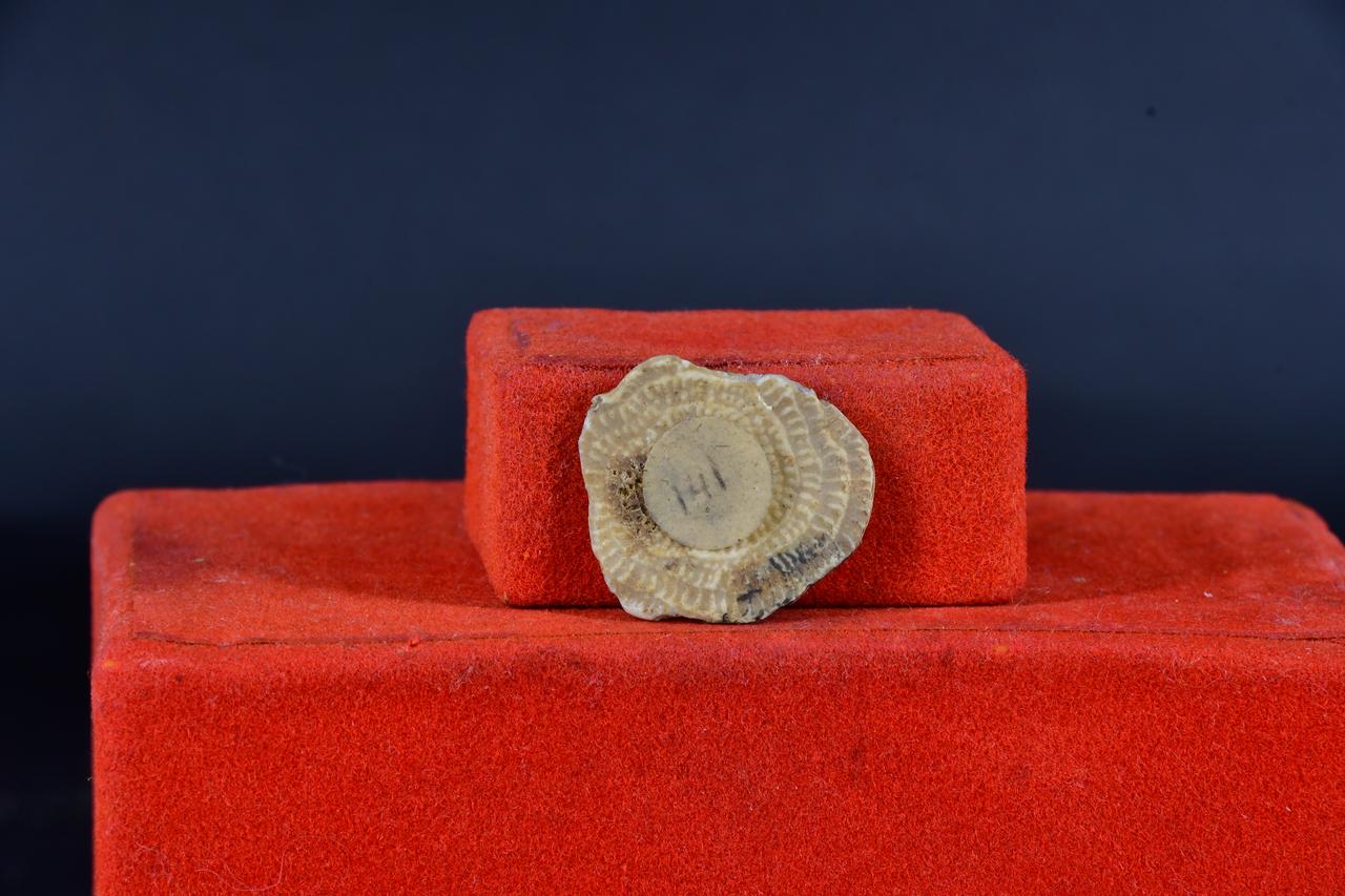 fossile (Orbitolina, esemplare)