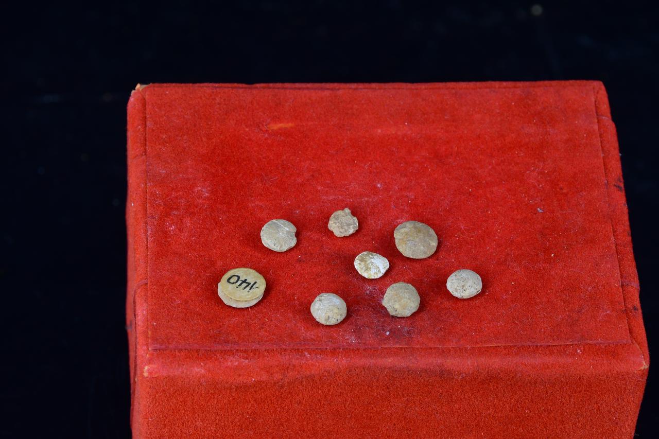 fossile (Foraminiferi vari, insieme)