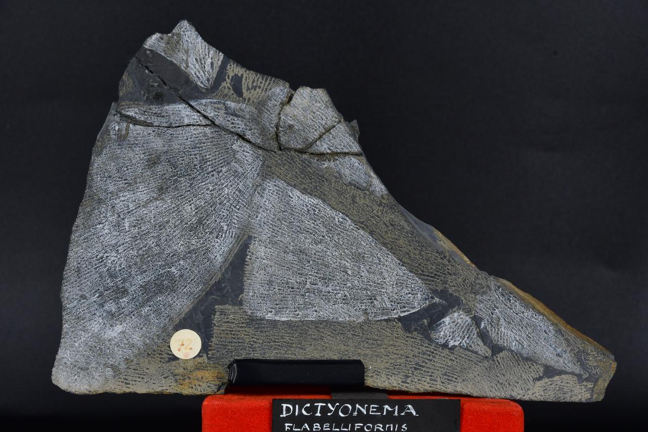fossile (Dictyonema flabelliformis, esemplare)