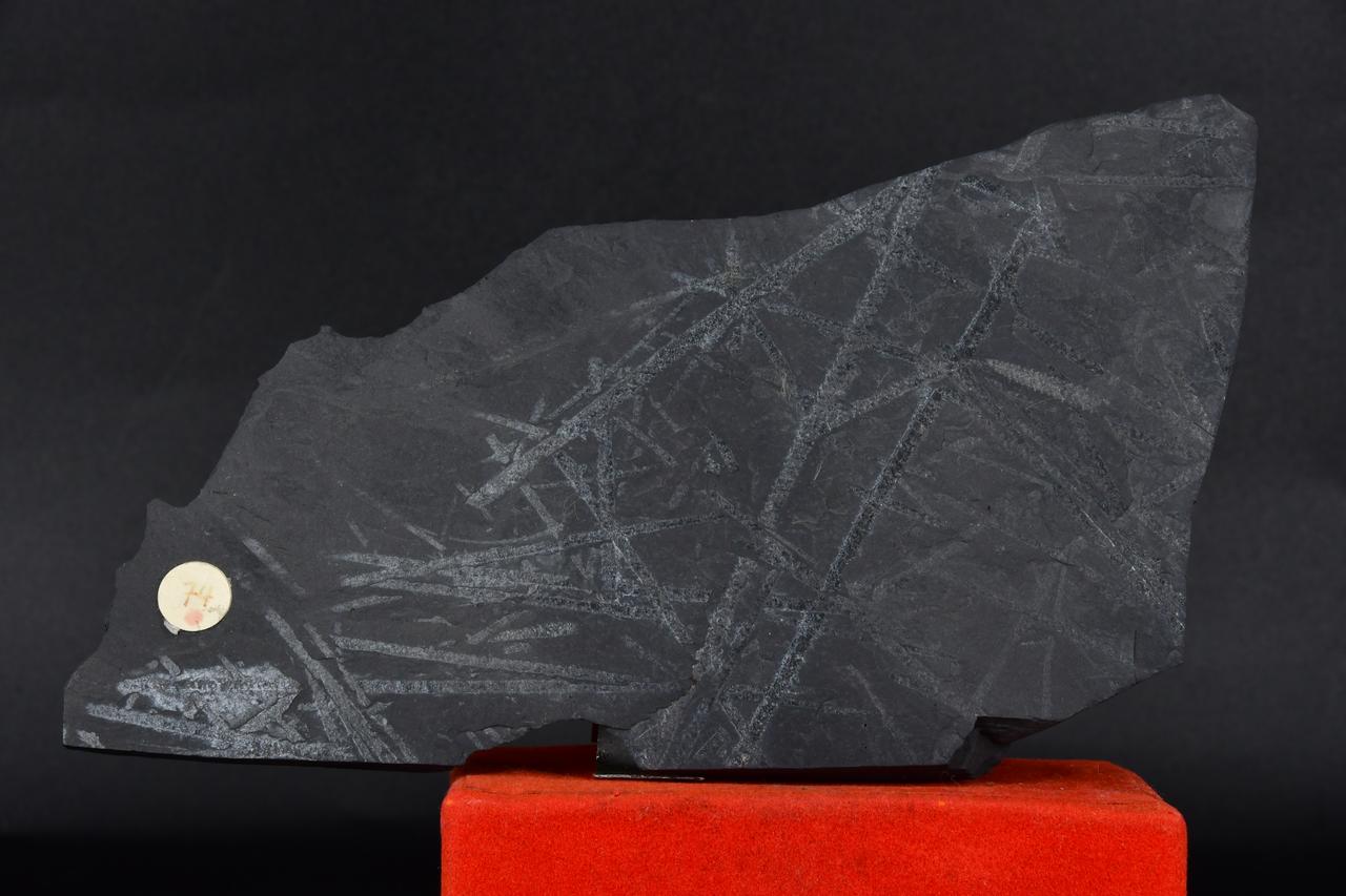 fossile (Monograptus priodon, esemplare)