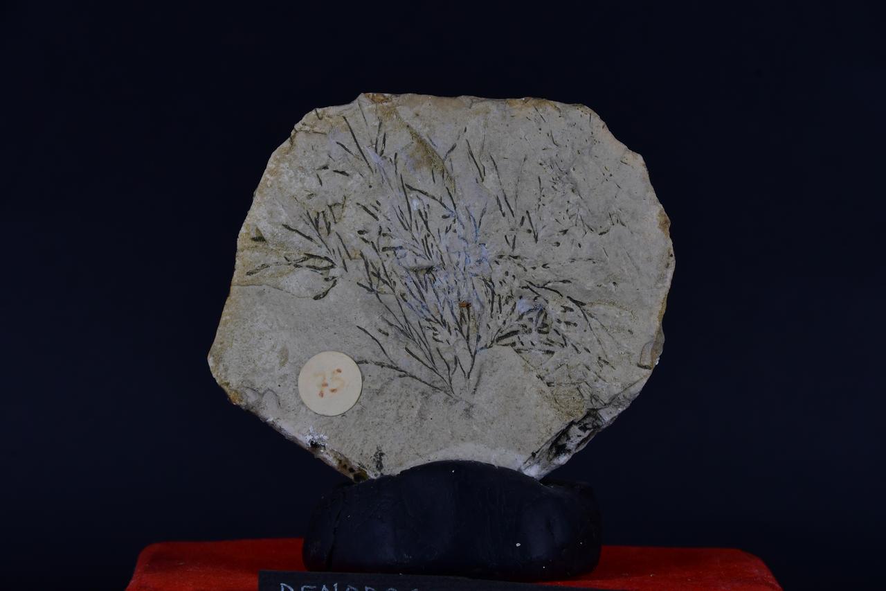 fossile (Dendrograptus hallianus, esemplare)