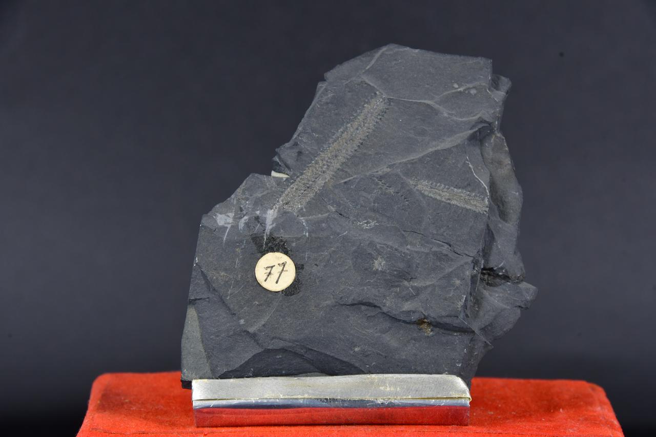 fossile (Mesograptus foliaceus, esemplare)