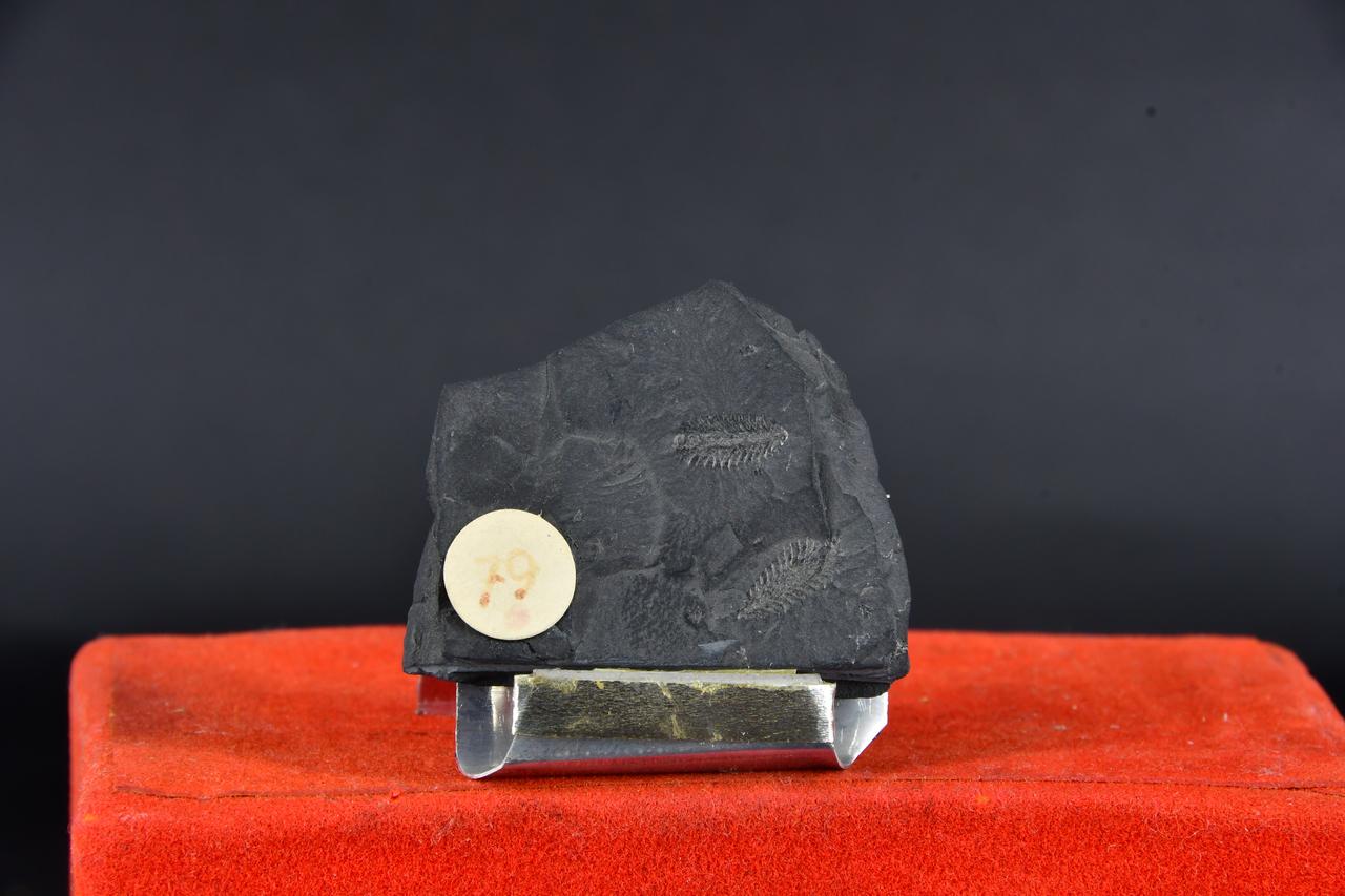 fossile (Phillograptus angustifolius, esemplare)