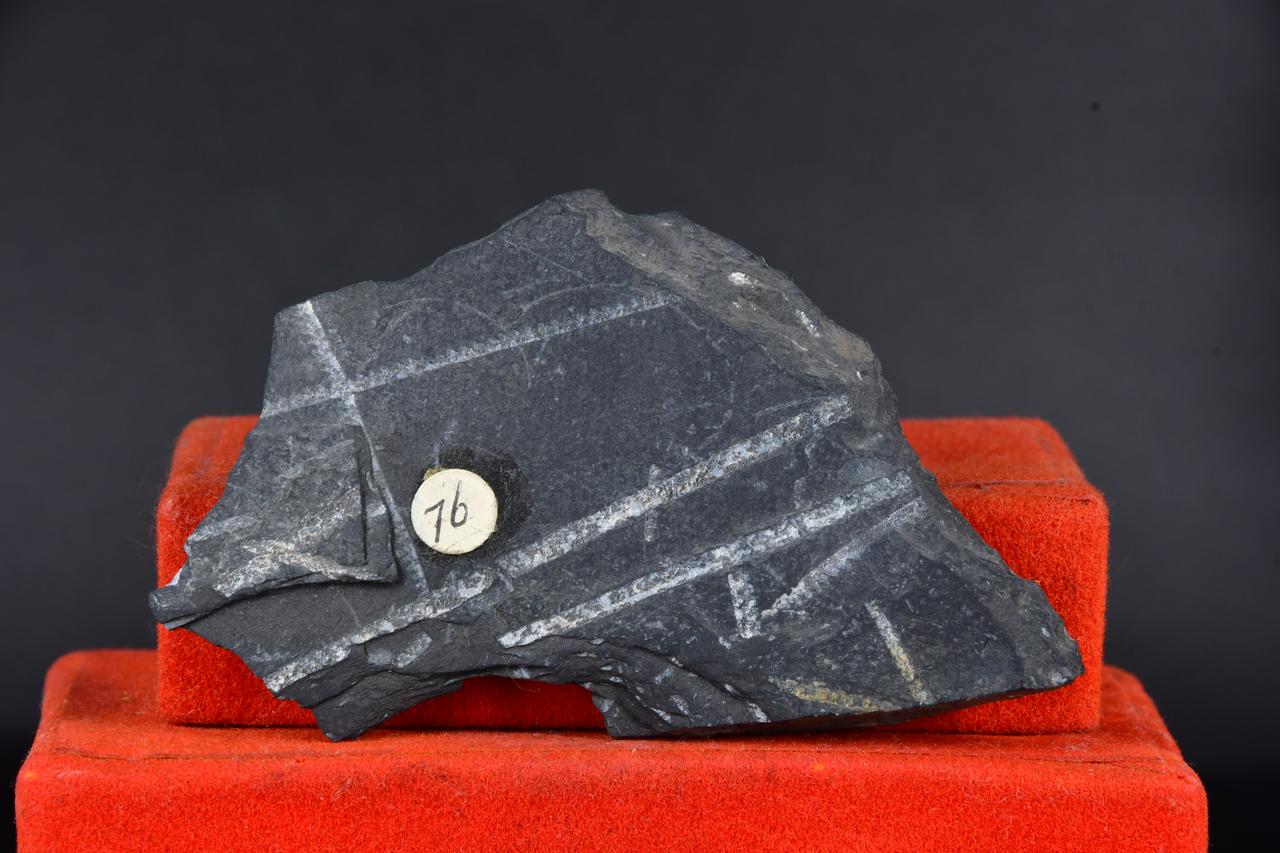 fossile (Pleurograptus linearis, esemplare)