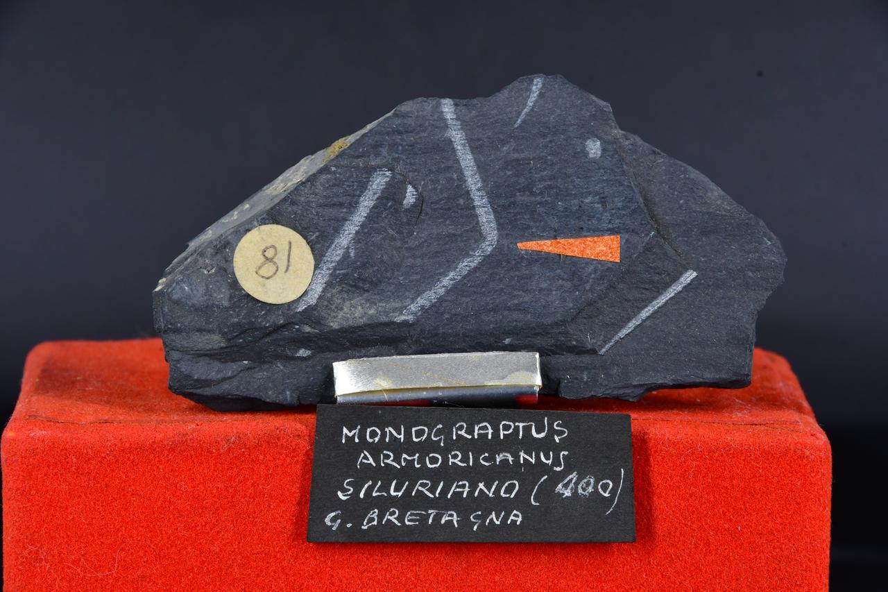 fossile (Monograptus armoricanus, esemplare)