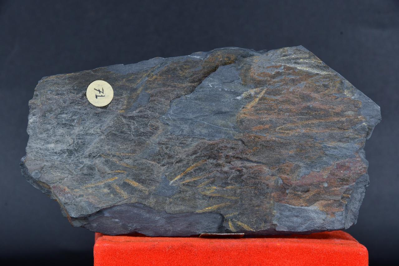 fossile (Didymograptus bifidus, esemplare)