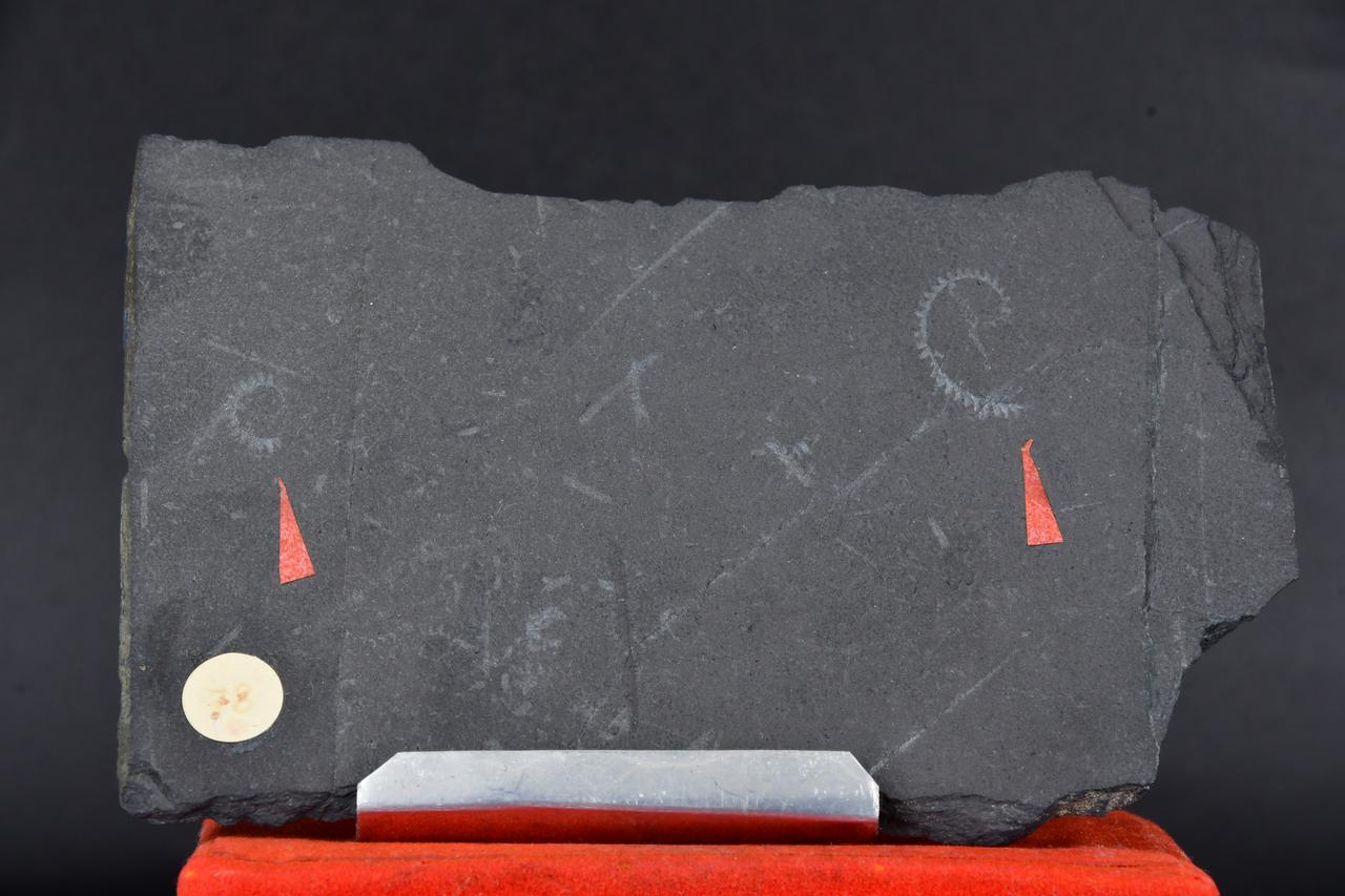 fossile (Monograptus pulchra, esemplare)