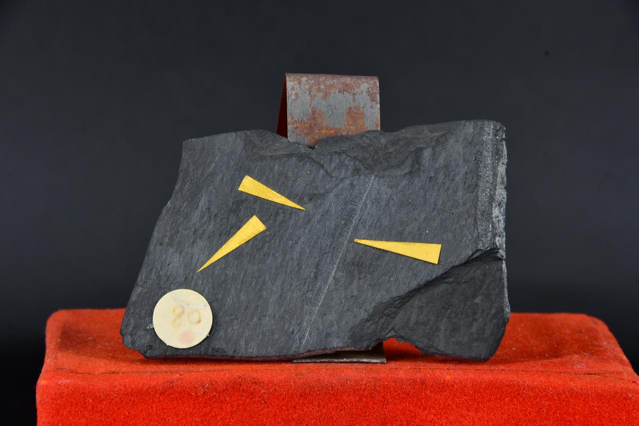 fossile (Monograptus longispinus, esemplare)