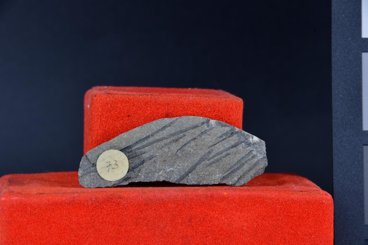 fossile (Monograptus rilevatus, esemplare)