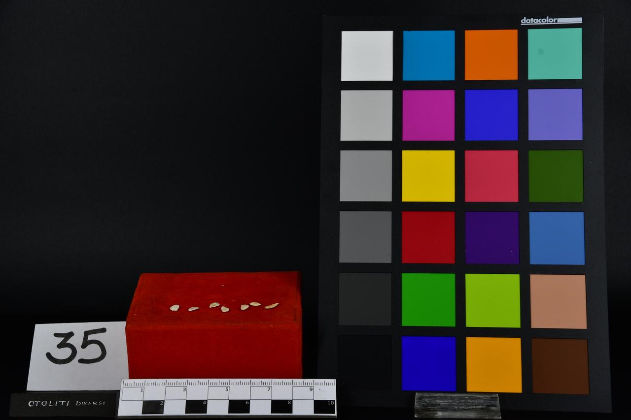 fossile (otolite, insieme)