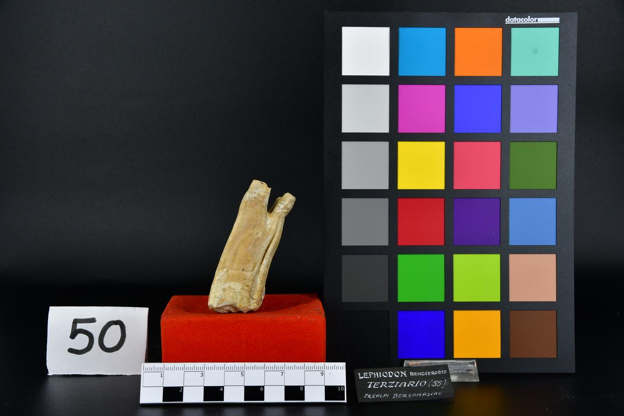 fossile (dente di Lephiodon, esemplare)