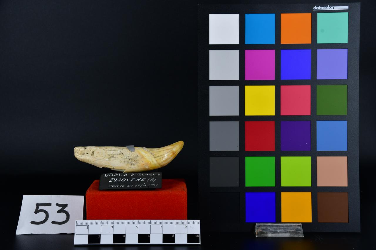 fossile (canino di orso delle caverne, esemplare)