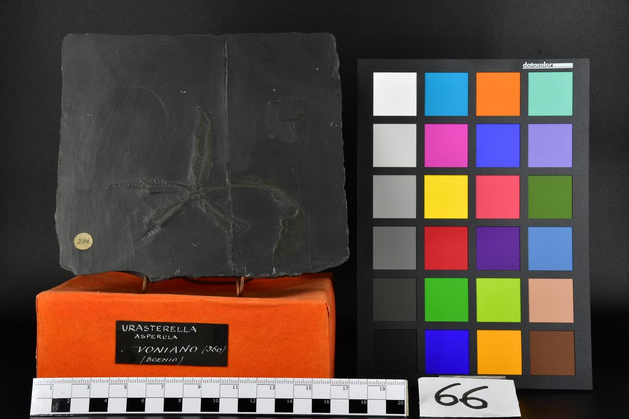 fossile (lastra con Urasterella asperula, esemplare)