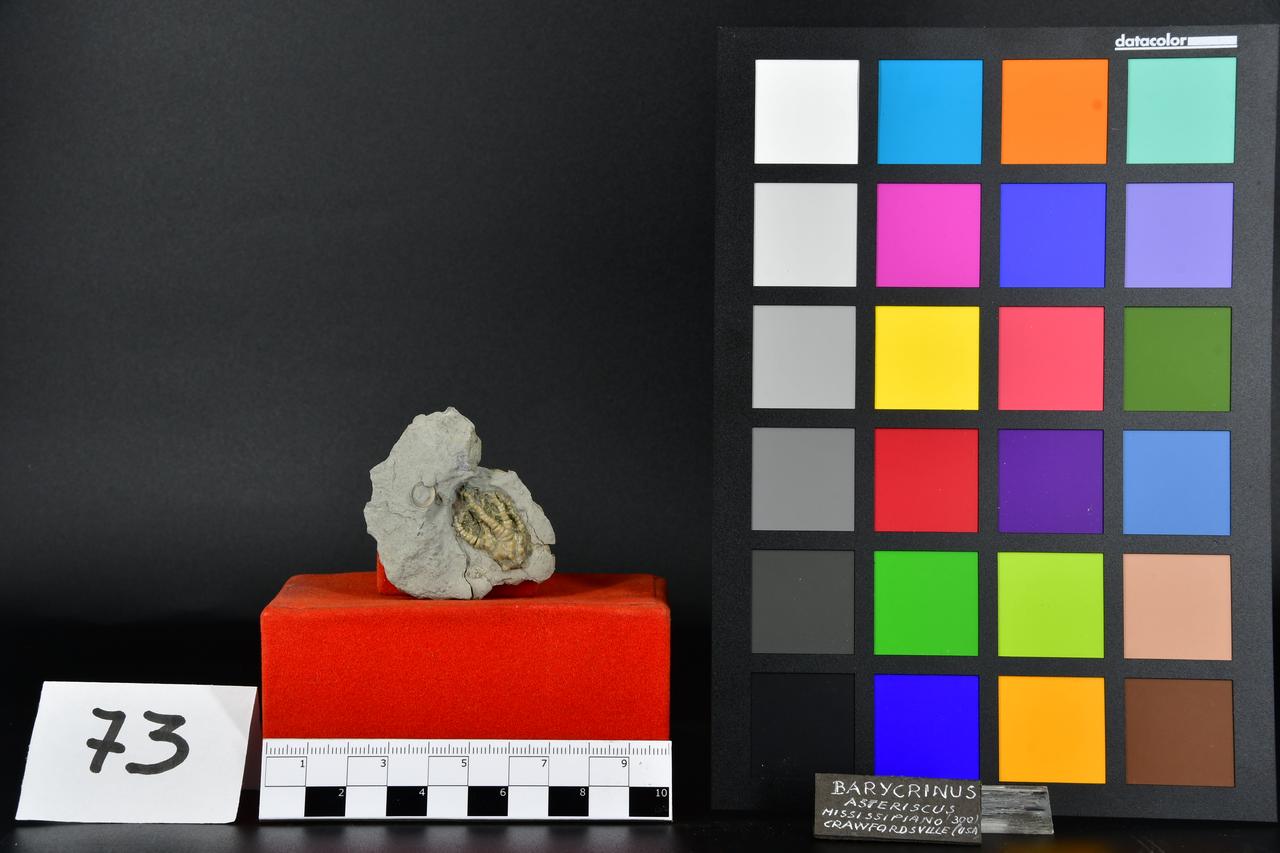 fossile (Barycrinus, esemplare)