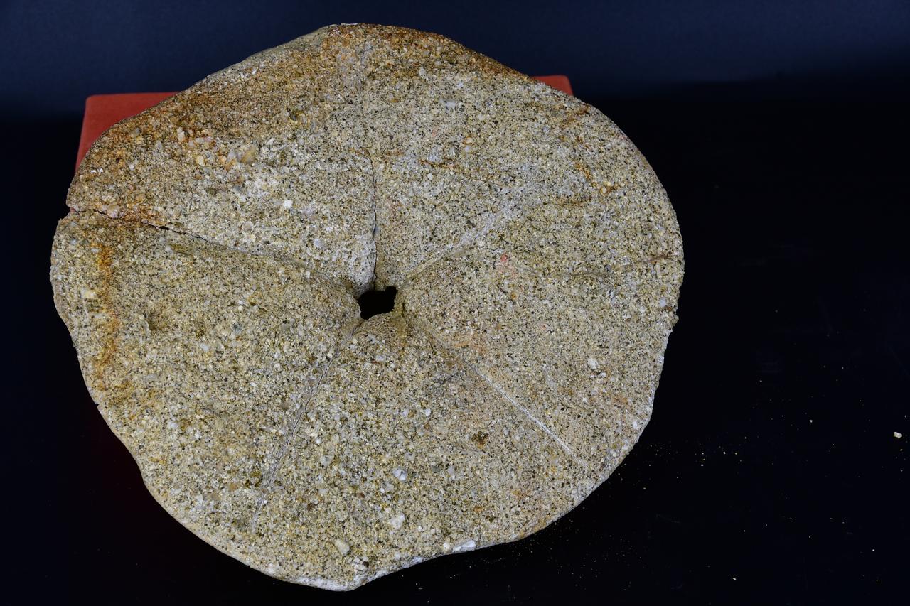 fossile (Clypeaster, esemplare)