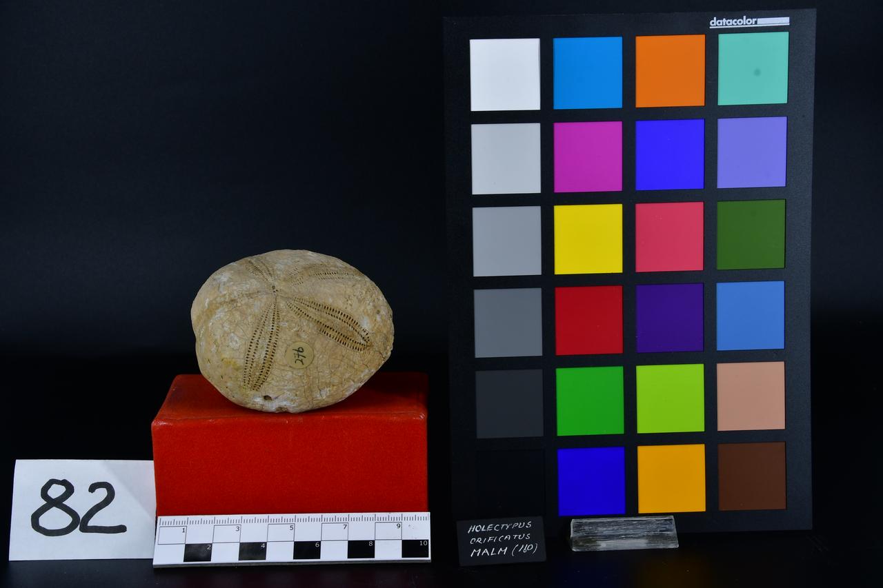 fossile (Holectypus orificatus, esemplare)