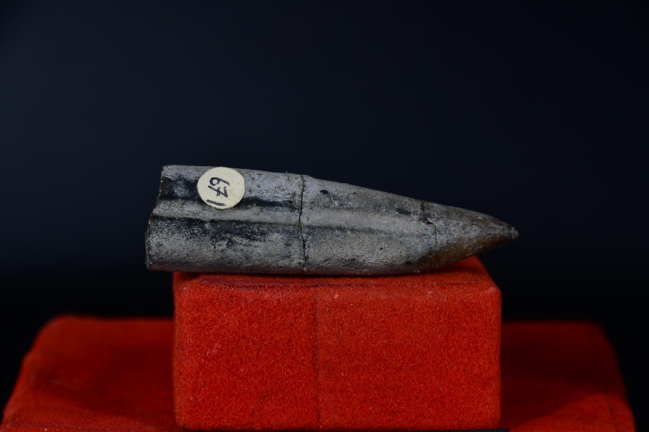 fossile (Belemnite Aulacoceras, esemplare)