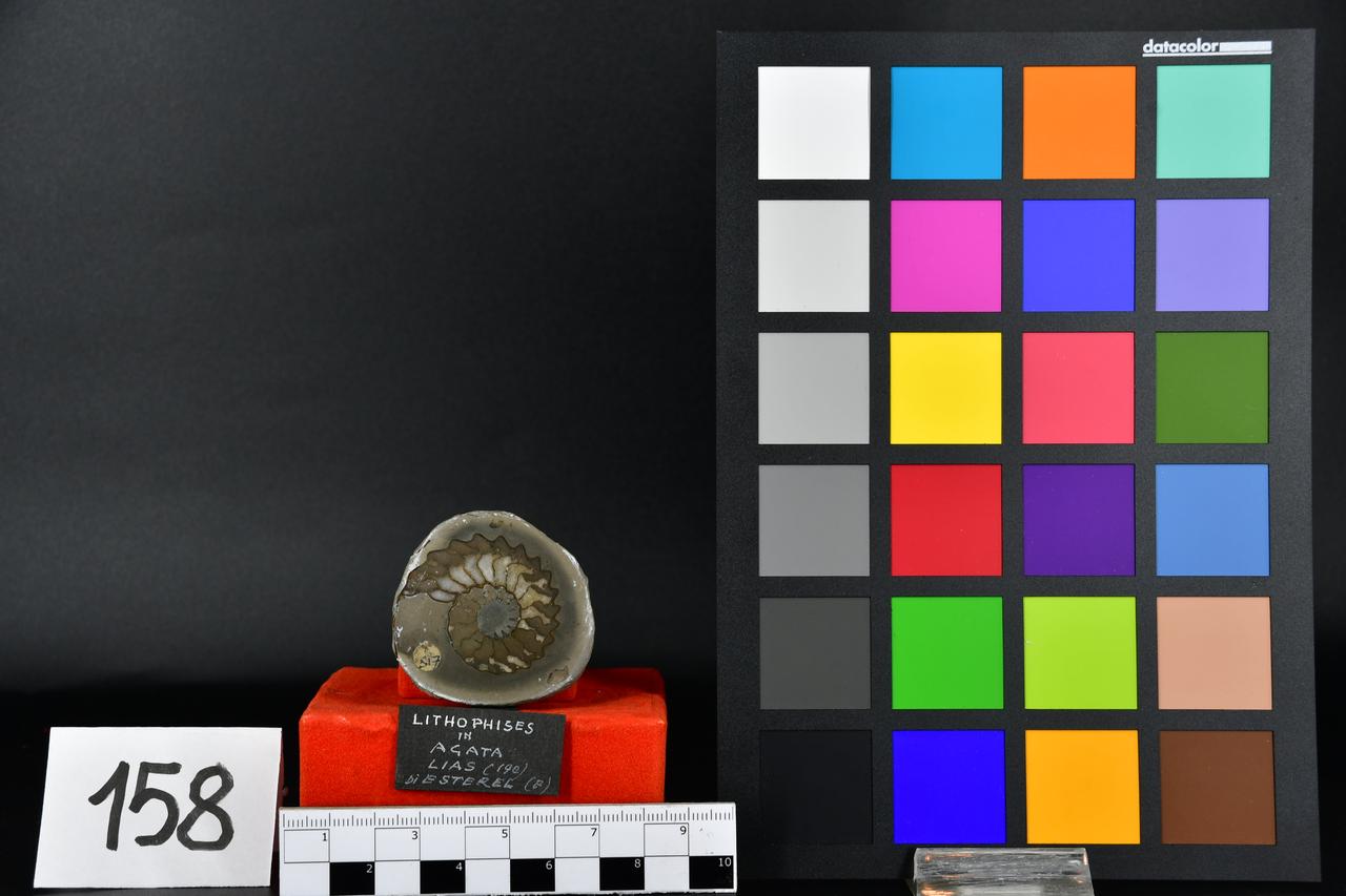 fossile (Ammonite indeterminata in lithophyses, esemplare)