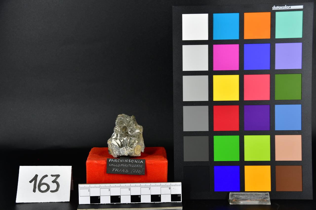 fossile (Parkinsonie, associazione fossile)