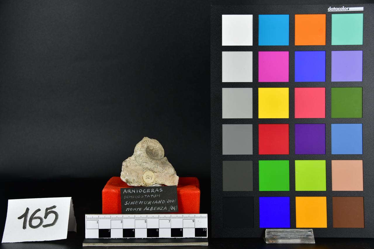 fossile (Arnioceras semicostatum, esemplare)