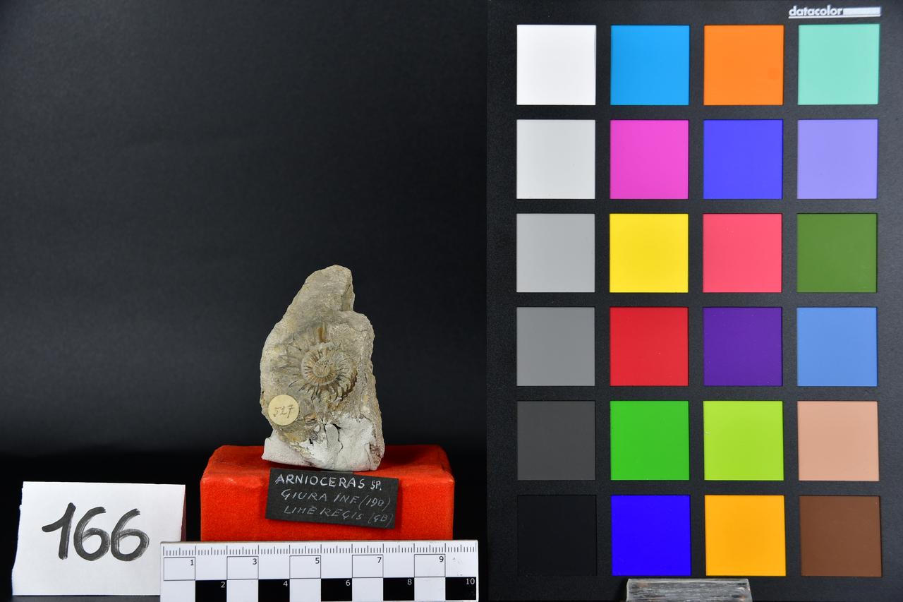 fossile (Arnioceras sp, esemplare)