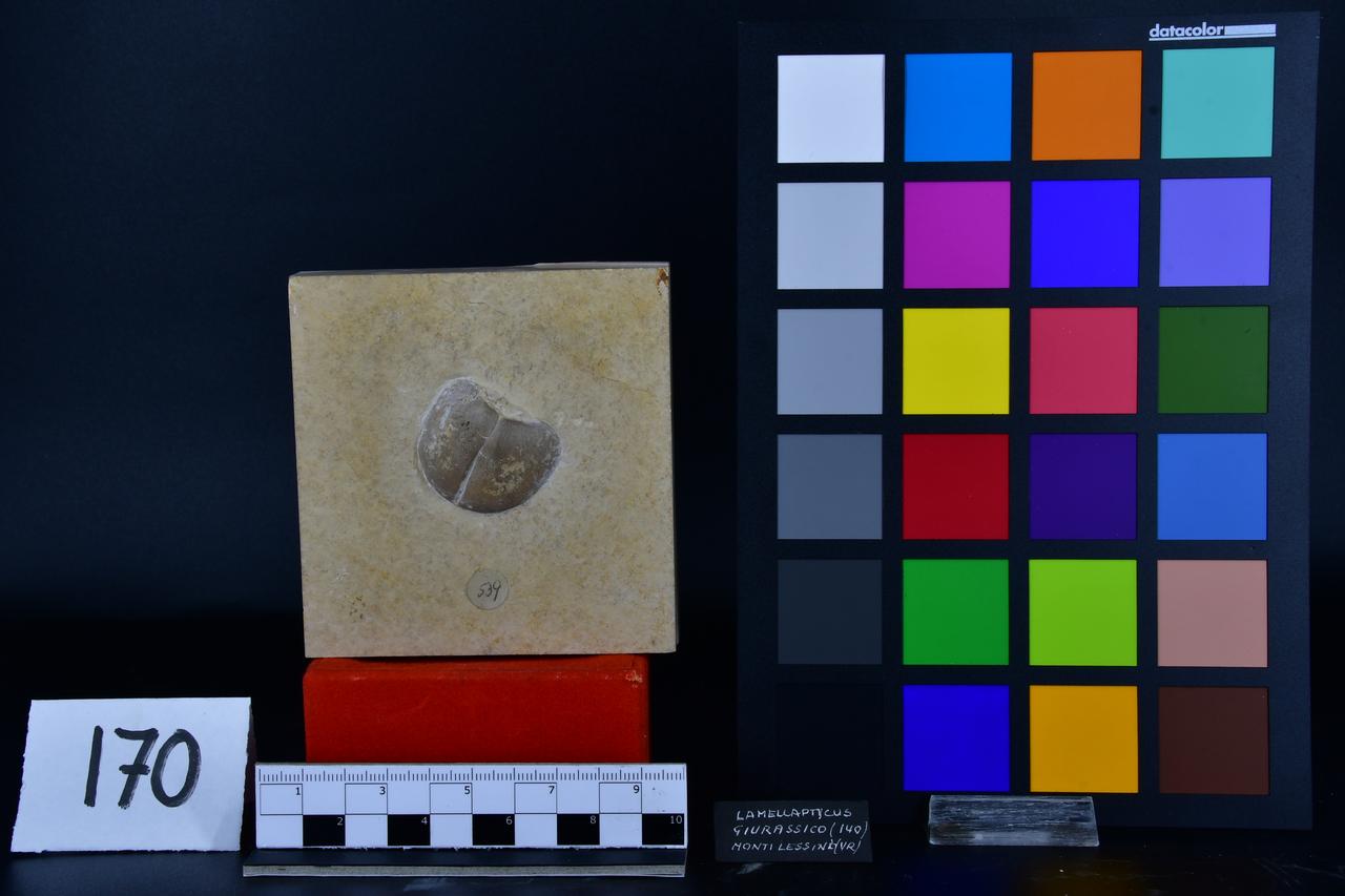 fossile (Lamellaptychus su lastra, esemplare)