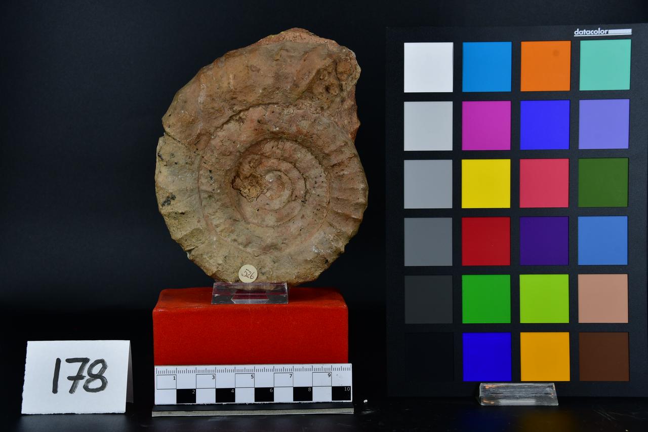 fossile (Ammonite, esemplare)