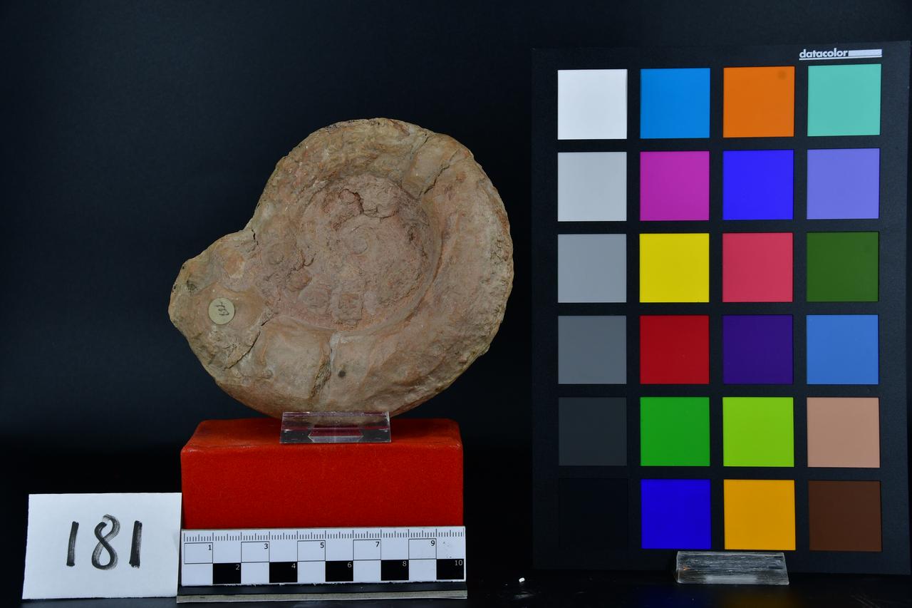 fossile (Ammonite, esemplare)