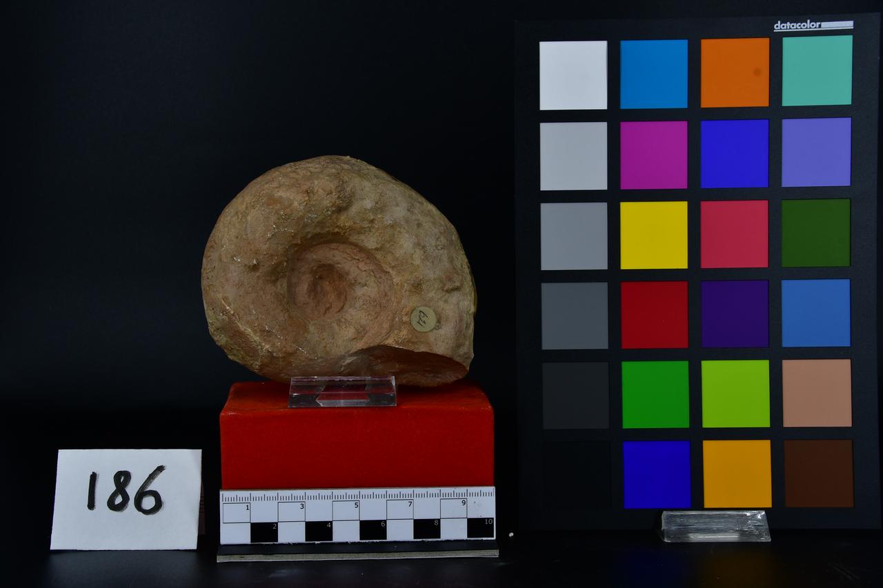 fossile (Ammonite, esemplare)