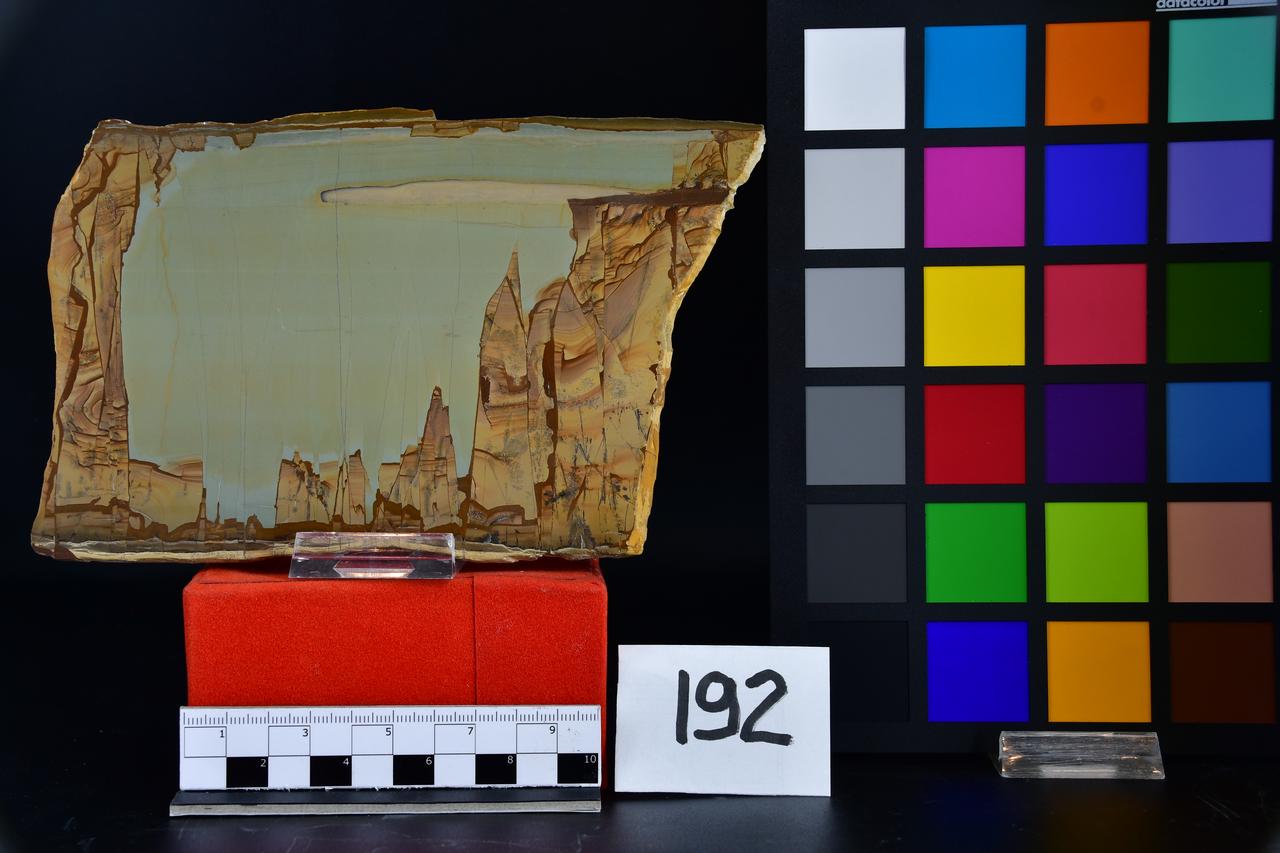 fossile (lastra, esemplare)