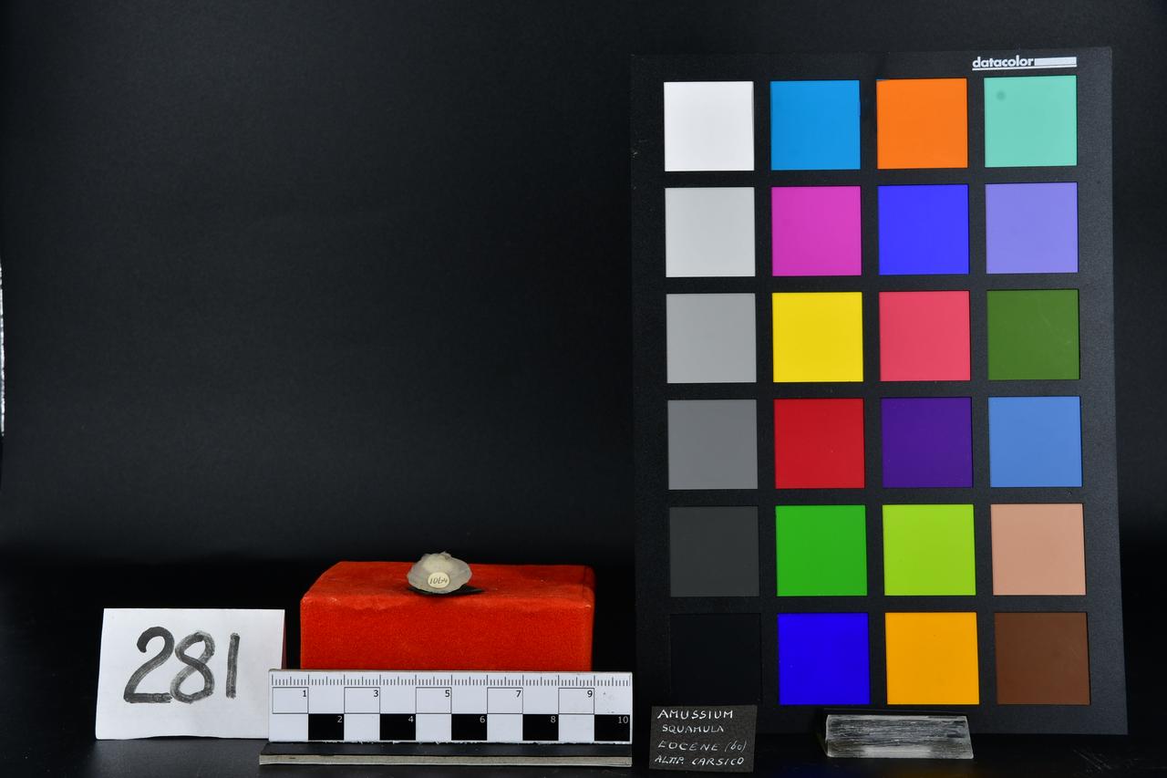 fossile (Amussium squamula, esemplare)