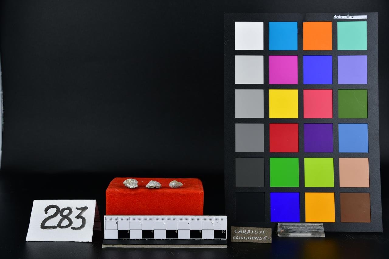 fossile (Cardium clodiense, serie)