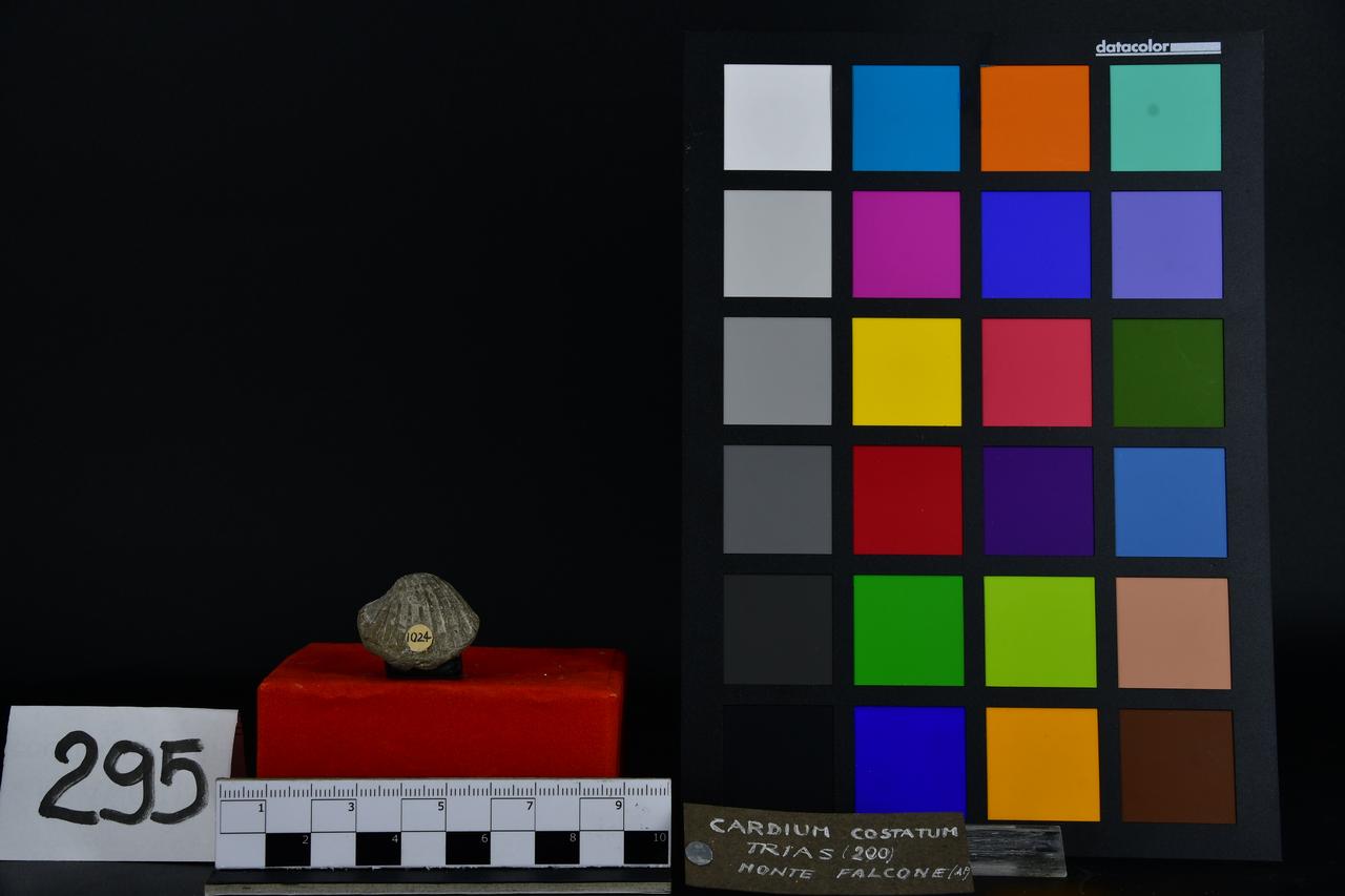 fossile (Cardium costatum, esemplare)