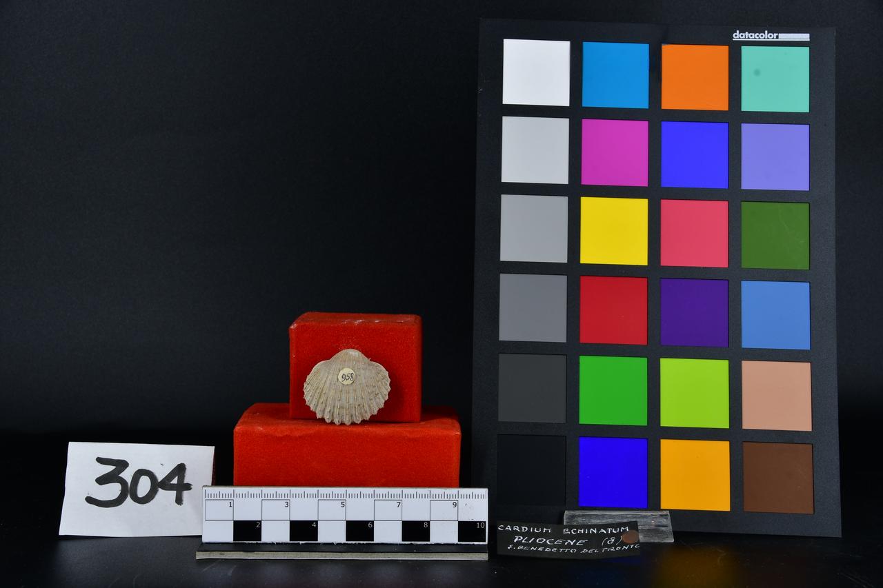 fossile (Cardium echinatum, esemplare)