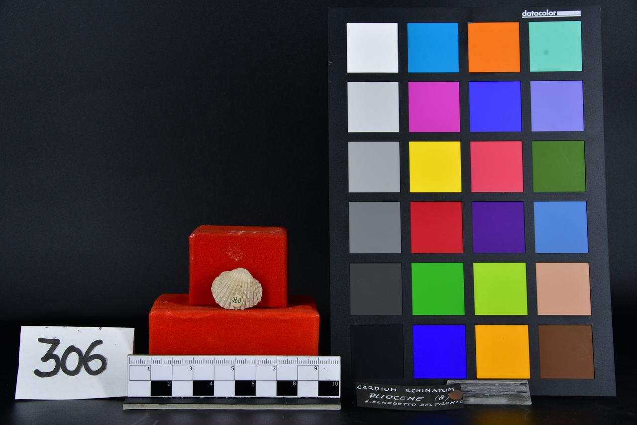 fossile (Cardium echinatum, esemplare)