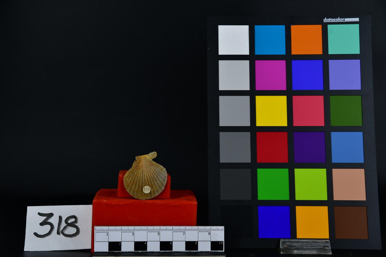 fossile (Bivalve, esemplare)