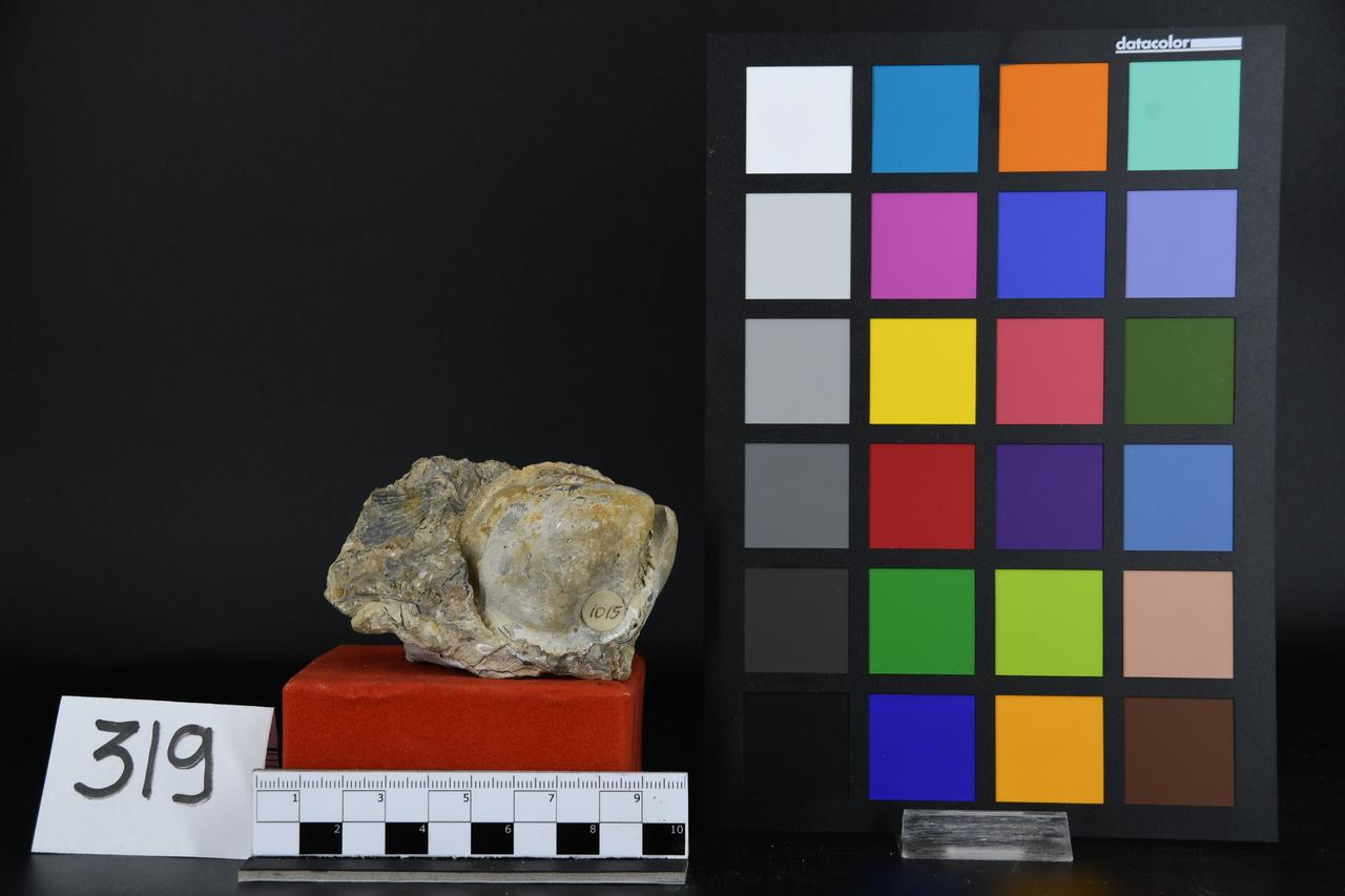 fossile (Fossile indeterminato, esemplare)