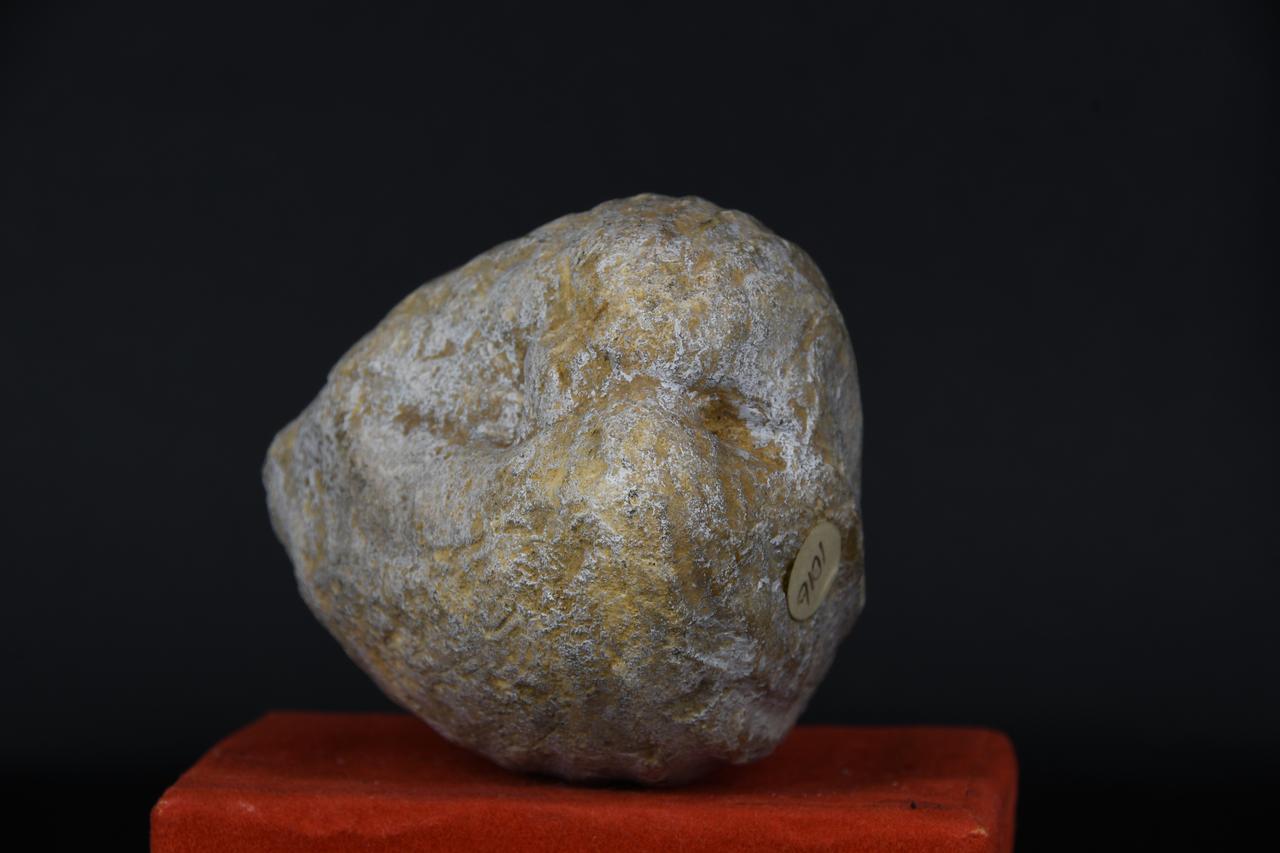 fossile (Neomegalodon scutatus, esemplare)